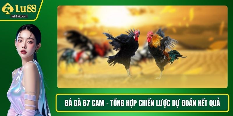 Đá gà 67 cam