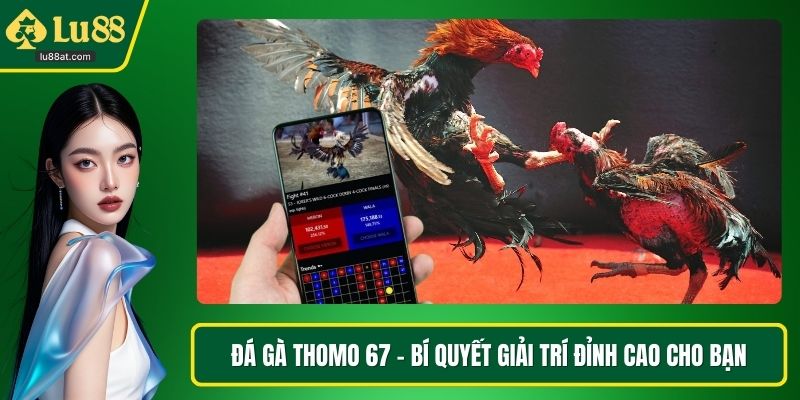 Đá gà thomo 67