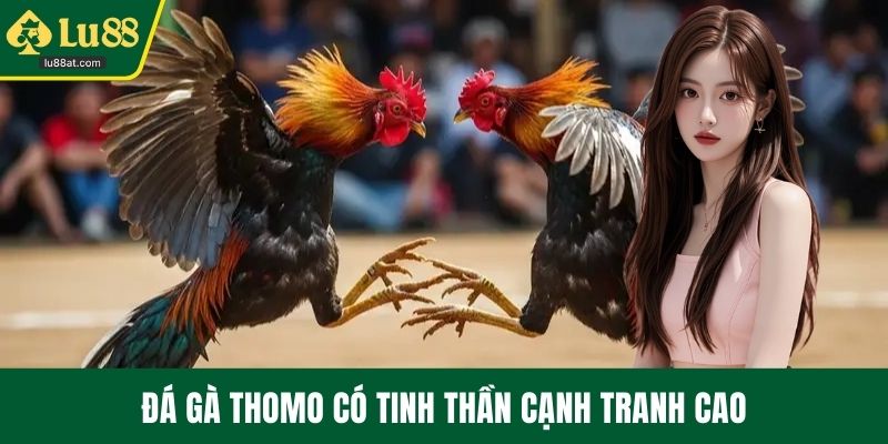 Đá gà Thomo có tinh thần cạnh tranh cao